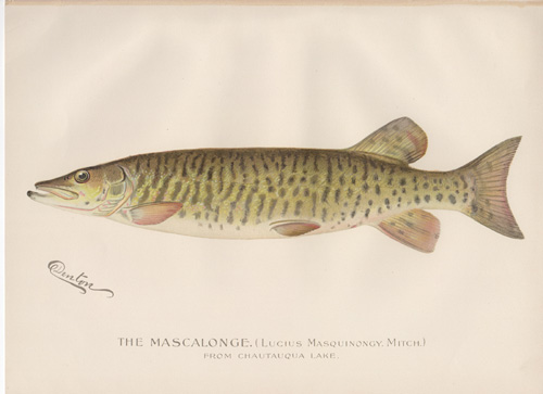 Denton fish lithograph from 1896